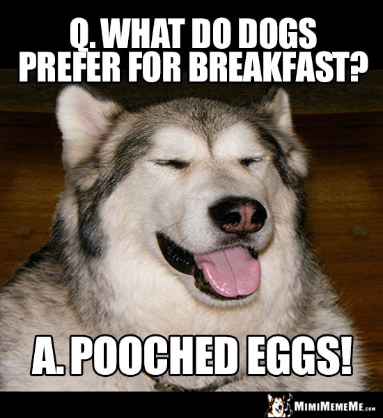Dog Riddle: Q. What do dogs prefer for breakfast? A. Pooched eggs!