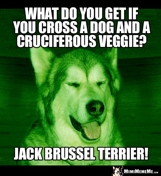 Dog Breed Joke: What do you get if you cross a dog and a cruciferous veggie? Jack Brussel Terrier!