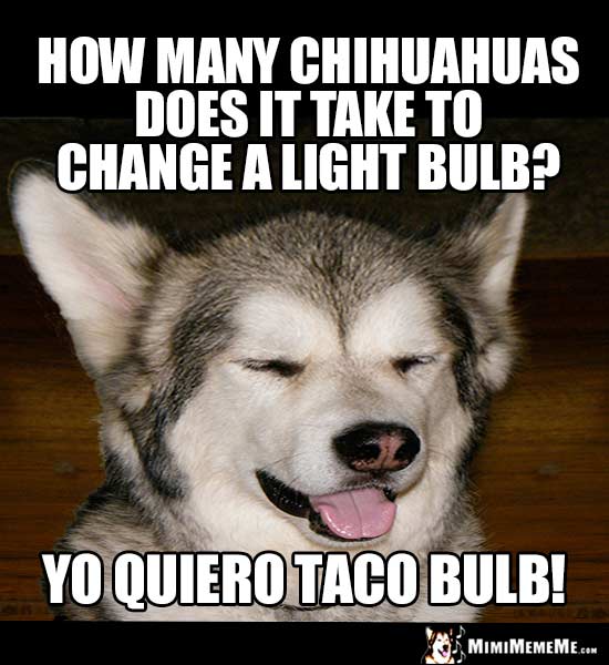 Dog Riddle: How many Chihuahuas does it take to change a light bulb? Yo quiero Taco Bulb!