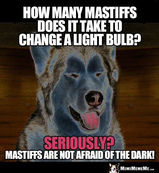 Dog Riddle: How many Mastiffs does it take to change a light bulb? Seriously? Mastiffs are not afraid of the dark!