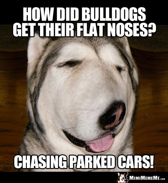 Dog Joke: How did bulldogs get their flat noses? Chasing parked cars!