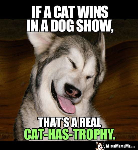 Dog Joke: If a cat wins in a dog show, that's a real Cat-Has-Trophy.