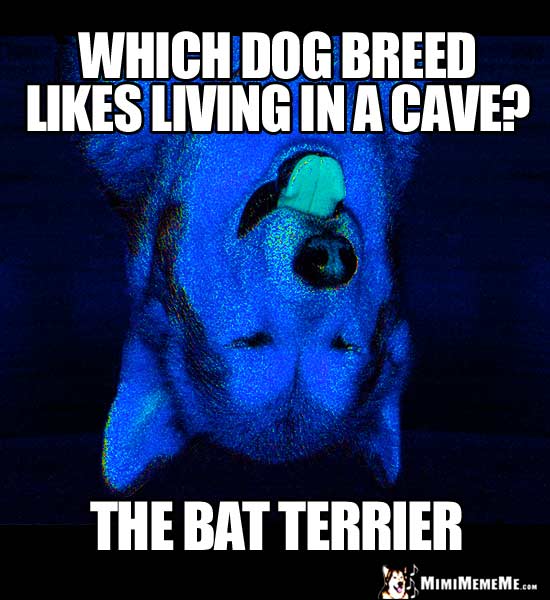 Dog Joke: Which dog breed like living in a cave? The Bat Terrier