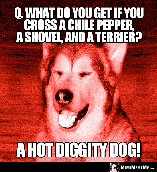 Dog Riddle: What do you get if you cross a chilie pepper, a shovel, and a terrier? A Hot Diggity Dog!