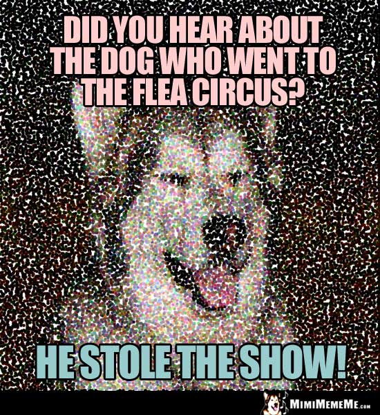 Dog Joke: Did you hear about the dog who went to the flea circus? He stole the show!