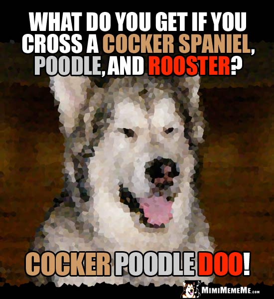 Dog Riddle: What do you get if you cross a cocker spaniel, poodle, and rooster? Cocker Poodle Doo!