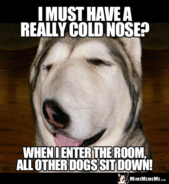 Dog Joke: I must have a really cold nose? when I enter the room, all other dogs sit down!