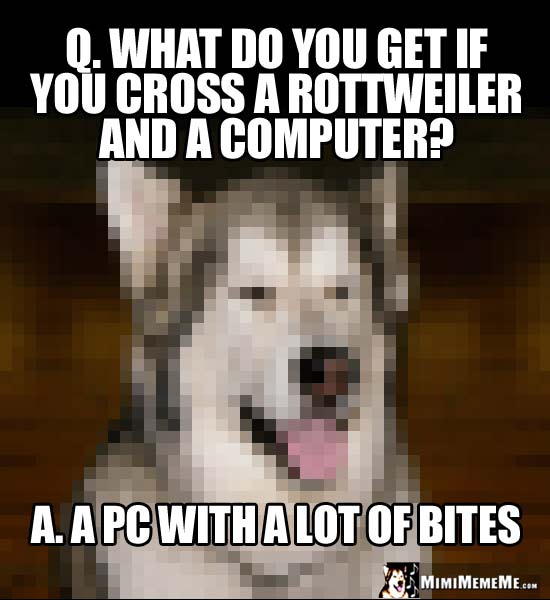 Dog Riddle: What do you get if you cross a Rottweiler and a computer? A PC with a lot of bites
