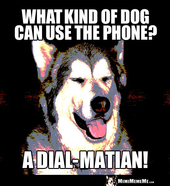 Dog Breed Joke: What kind of dog can use the phone? A Dial-Matian!