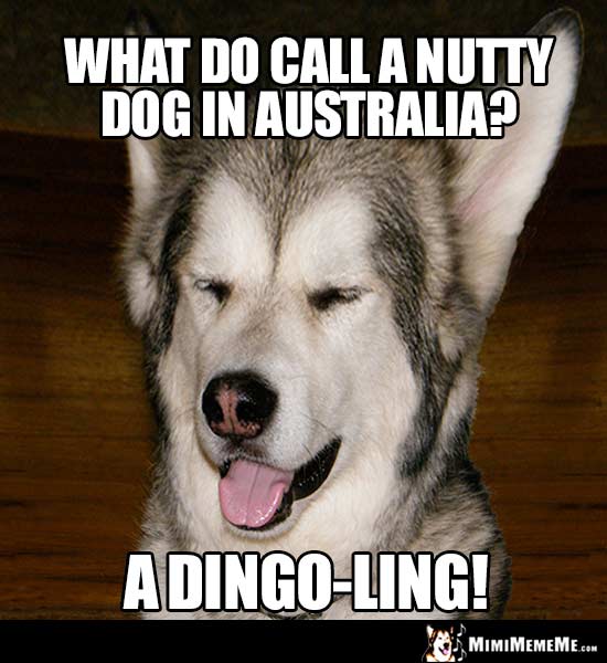 Dog Breed Joke: What do you call a nutty dog in Australia? A Dingo-Ling!