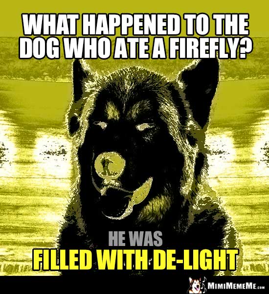 Dog Riddle: What happened to the dog who ate a firefly? He was filled with de-light