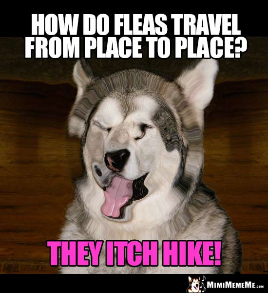 Dog Joke: How do fleas travel from place to place: They itch hike!