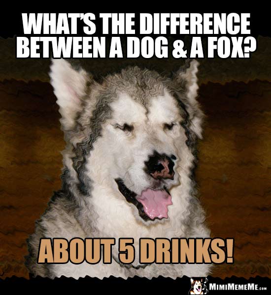 Dog Joke: What's the difference between a dog & a fox? About 5 drinks!