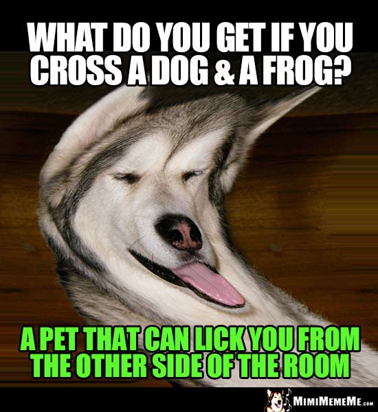 Dog Joke: What do you get if you cross a dog & a frog? A pet that can lick you from the other side of the room