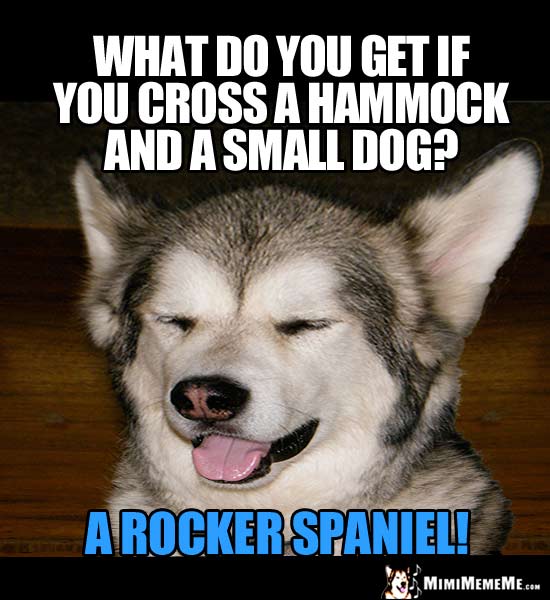 Dog Joke: what do you get if you cross a hammock and a small dog? A Rocker Spaniel!