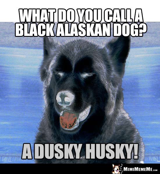 Dog Breed Humor: What do you call a black Alaskan dog? A Dusky Husky!