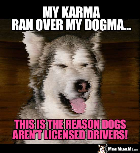 Dog Humor: My karma ran over my dogma. This is the reason dogs aren't licensed drivers!