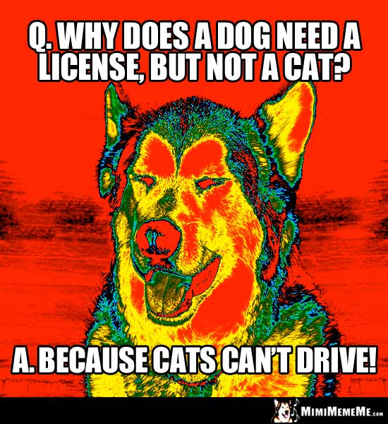 Dog Joke: Why does a dog need a license, but not a cat? Because cats can't drive!