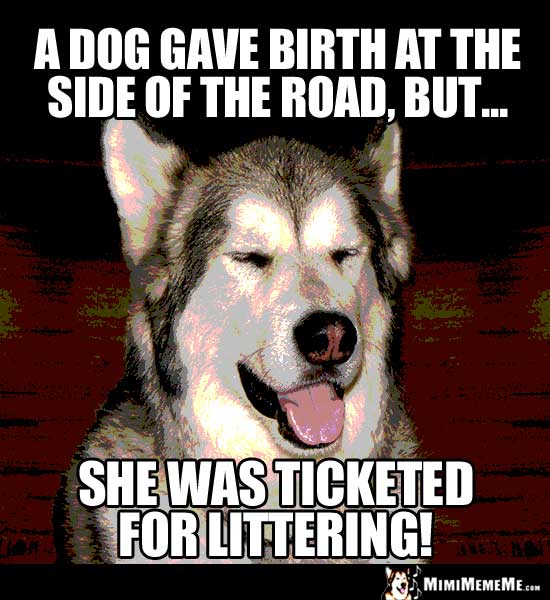 Dog Humor: A dog gave birth at the side of the road, but she was ticketed for littering!