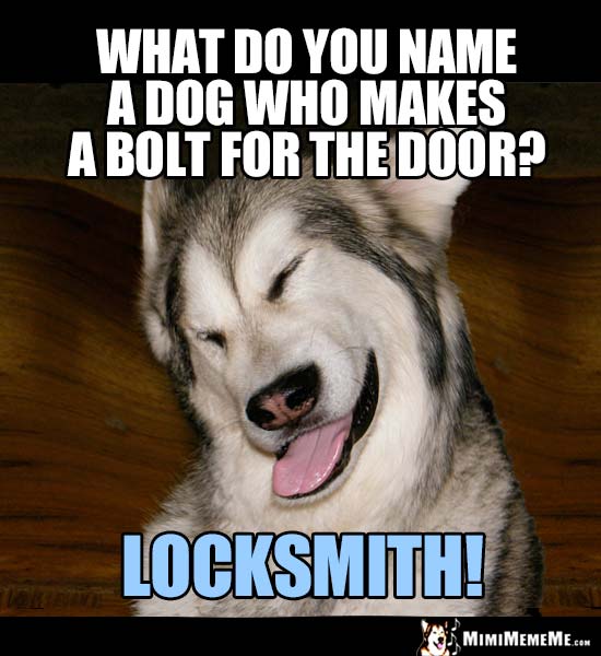 Dog Riddle: What do you call a dog who makes a bolt for the door? Locksmith!