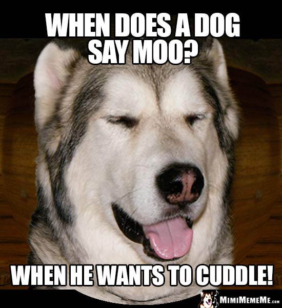 Dog Pun: When does a dog say moo? When he wants to cuddle!