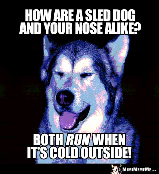 Dog Humor: How are a sled dog and your nose alike? Both run when it's cold outside!