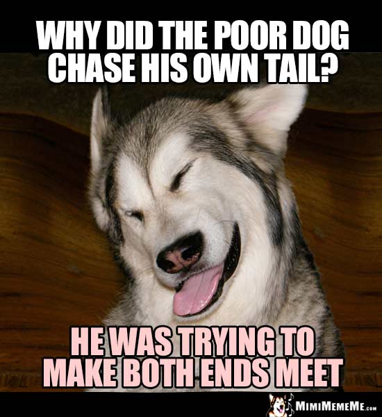 Dog Riddle: Why did the poor dog chase his own tail? He was trying to make both ends meet.
