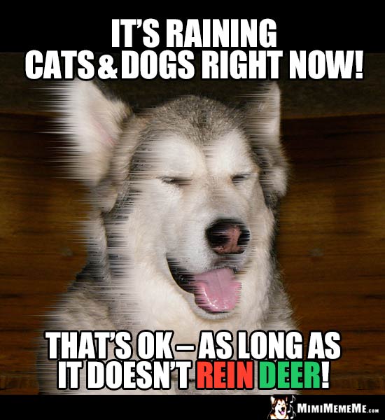 Dog Joke: It's raining cats & dogs right now! That's OK - as long as it doesn't rein deer!