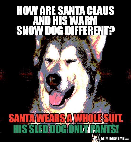 Xmas Dog Joke: How are Santa Claus and his warm snow dog different? Santa wears a whole suit. His sled dog only pants!