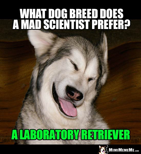 Dog Riddle: What dog breed does a mad scientist prefer? A Laboratory Retriever