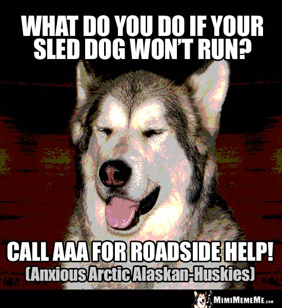 Dog Joke: What do you do if your sled dog won't run? Call AAA for roadside help! (Anxious Arctic Alaskan-Huskies)