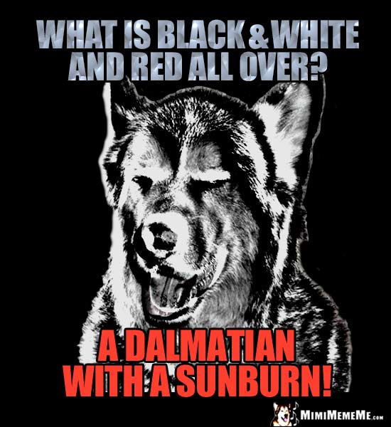 Corny Dog Riddle: What is black & white and red all over? A Dalmatian with a sunburn!