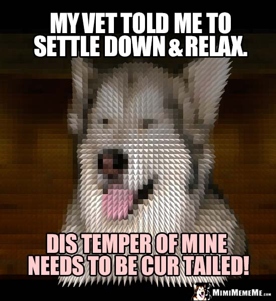 Dog Humor: My vet told me to settle down & relax. Dis temper of mine needs to be cur tailed!