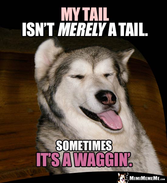 Dog Humor: My tail isn't merely a tail. Sometimes it's a waggin'.