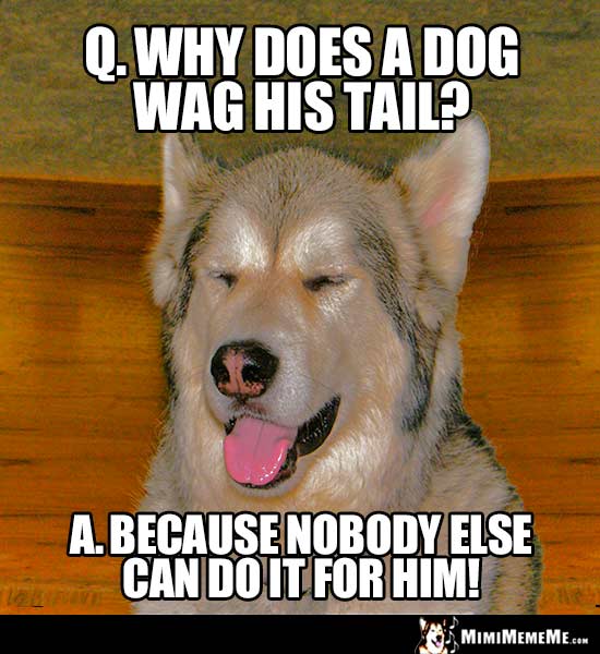 Silly Dog Riddle: Why does a dog wag his tail? Because nobody else can do it for him!