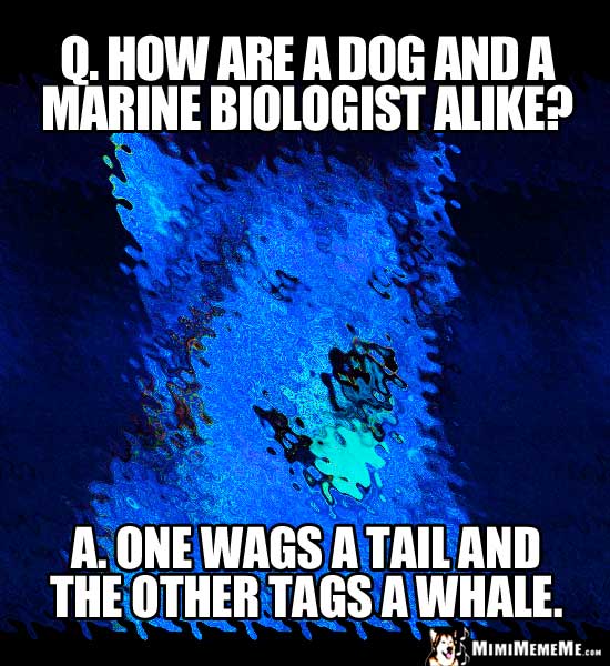 Dog Joke: How are a dog and a marine biologist alike? One wags a tail and the other tags a whale.