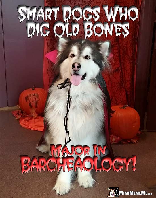Dog Wearing Dracula Cape Says: Smart dog who did old bones major in Barcheaology!