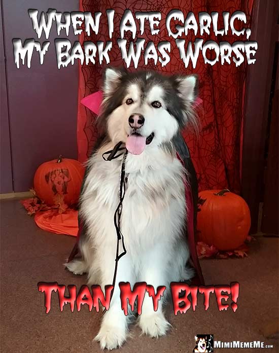 Dog Wearing Vampire Cape Says: When I ate garlic, my bark was worse than my bite!