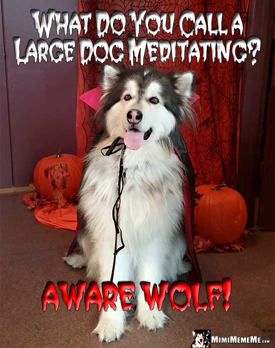 Malamute Wearing Vampire Cape Asks: What do you call a large dog meditating? Aware Wolf!