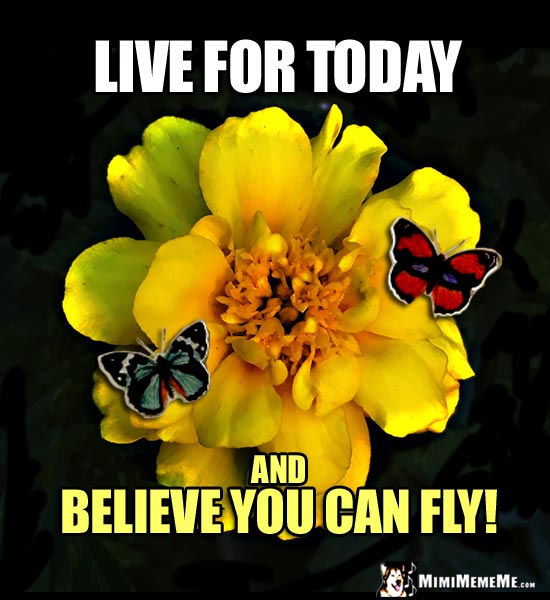 Butterflies on Flower Saying: Live for Today and believe you can fly!