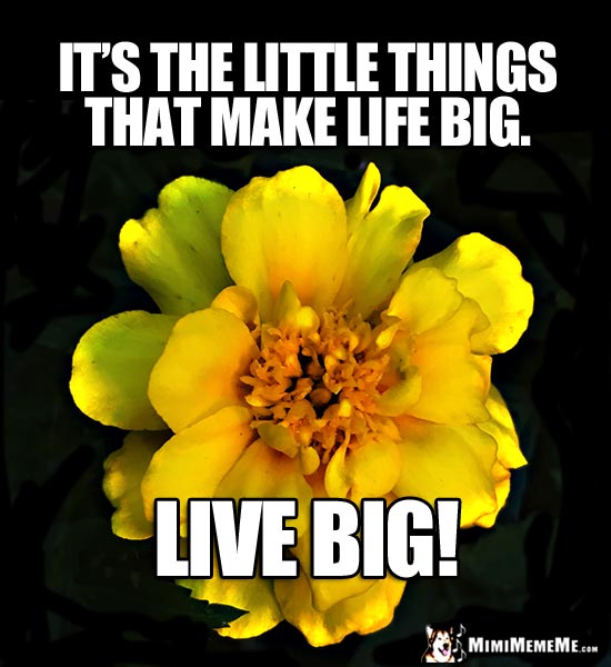 Pretty Flower with Kind Words: It's the little things that make life big. Live Big!