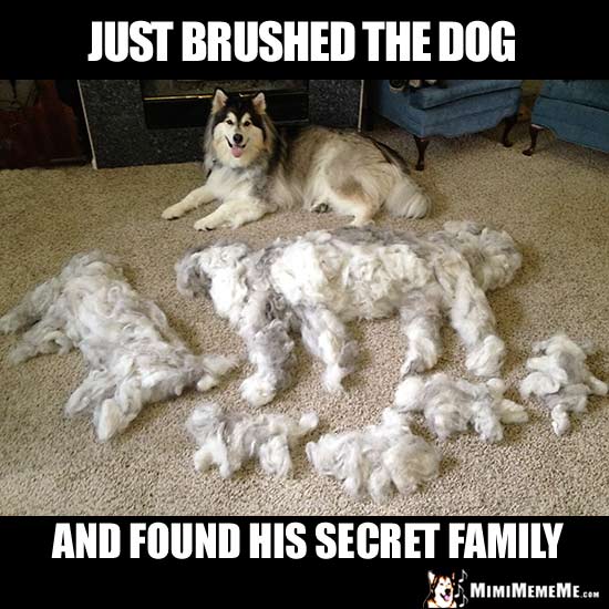 Malamute and Dog Hair Dogs: Just brushed the dog, and found his secret family.