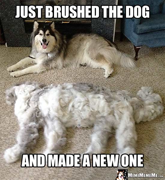 Malamute and Dog Hair Dog: Just brushed the dog and made a new one.
