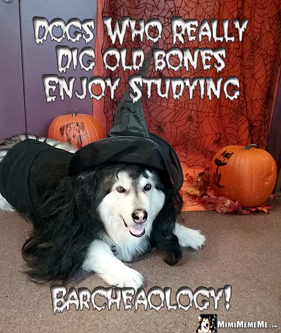 Malamute in Witch Costume Says: Dogs who really dig old bones enjoy studying Barcheaology!