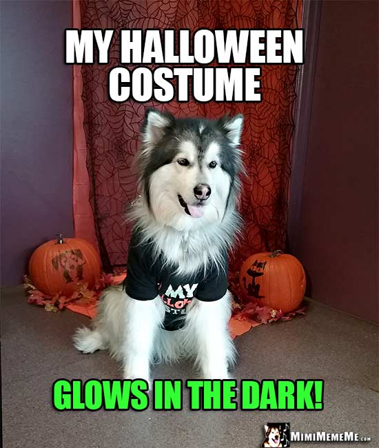 Malamute Wearing T-Shirt Says: My Halloween Costume Glows in the Dark!