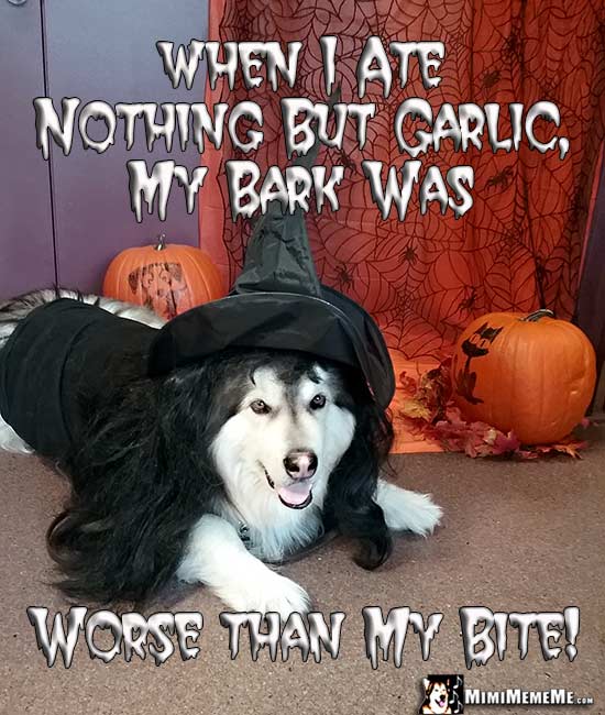 Dog Dressed in Witch Costume Says: When I ate nothing but garlic, my bark was worse than my bite!