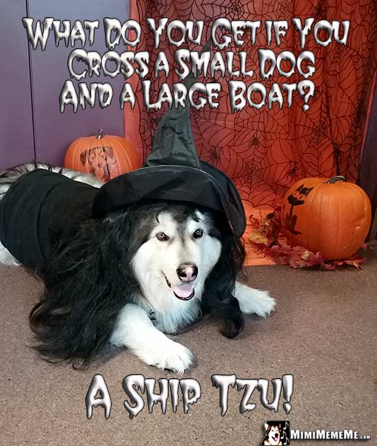 Dog Wearing Witch Costume Asks: What do you get if you cross a small dog and a large boat? A Ship Tzu!