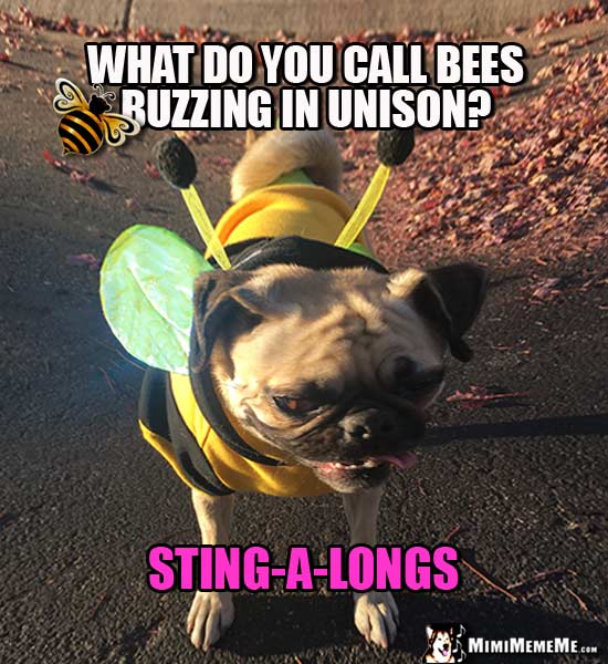 Pug In Bee Costume: What do you call bees buzzing in unison? Sting-a-longs
