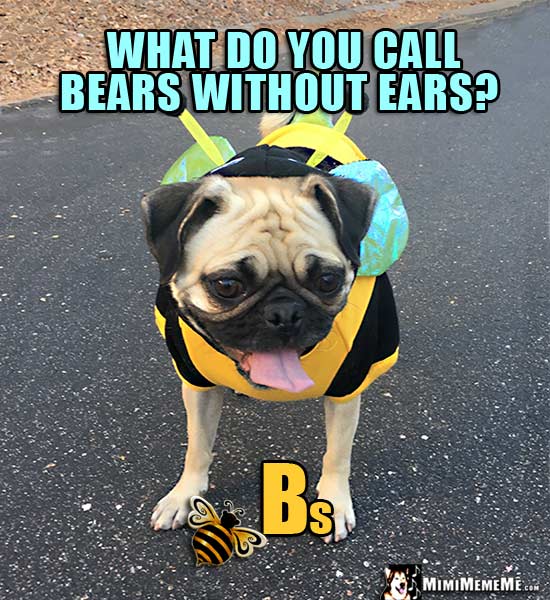 Pug in Bee Costume Asks: What do you call bears without ears? Bs