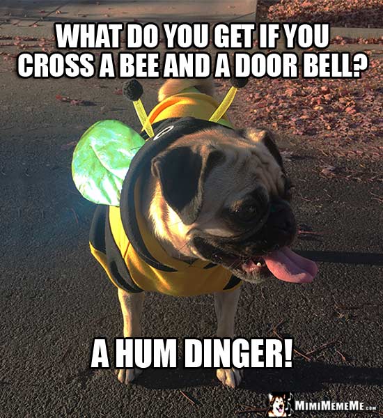 Pug Wearing Bee Costume: What do you get if you cross a bee and a door bell? A Hum Dinger!